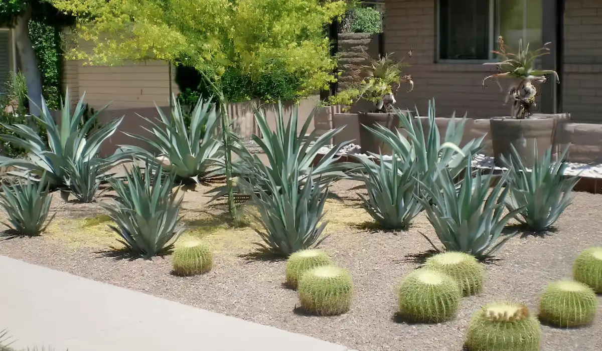 Xerojardinería